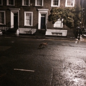 street fox